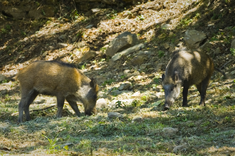 Boar. We have repeatedly seen boars in the area around La Tornaia.