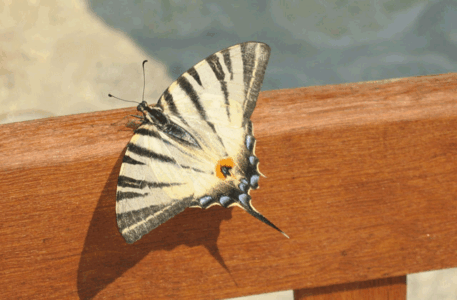 Sommerfugl i all sin prakt, det er et rikt insektliv i området med mange spektakulære fargeprakter. Sommerfugl i all sin prakt, det er et rikt insektliv i området med mange spektakulære fargeprakter.