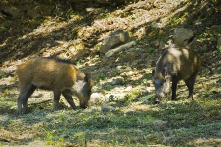 Villsvin. Vi har flere ganger sett villsvin i områdene rundt La Tornaia. Villsvin. Vi har flere ganger sett villsvin i områdene rundt La Tornaia.