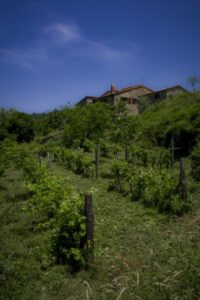 Vinrankene Vinrankene