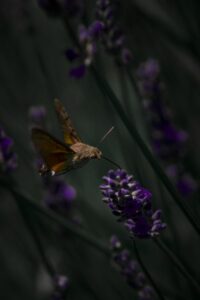 Aftensvermer Aftensvermer